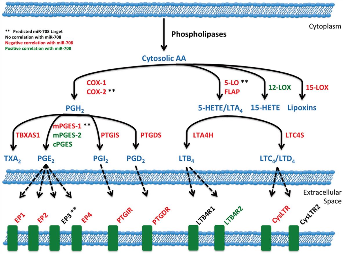 mir-708 and the arachidonic acid pathway.