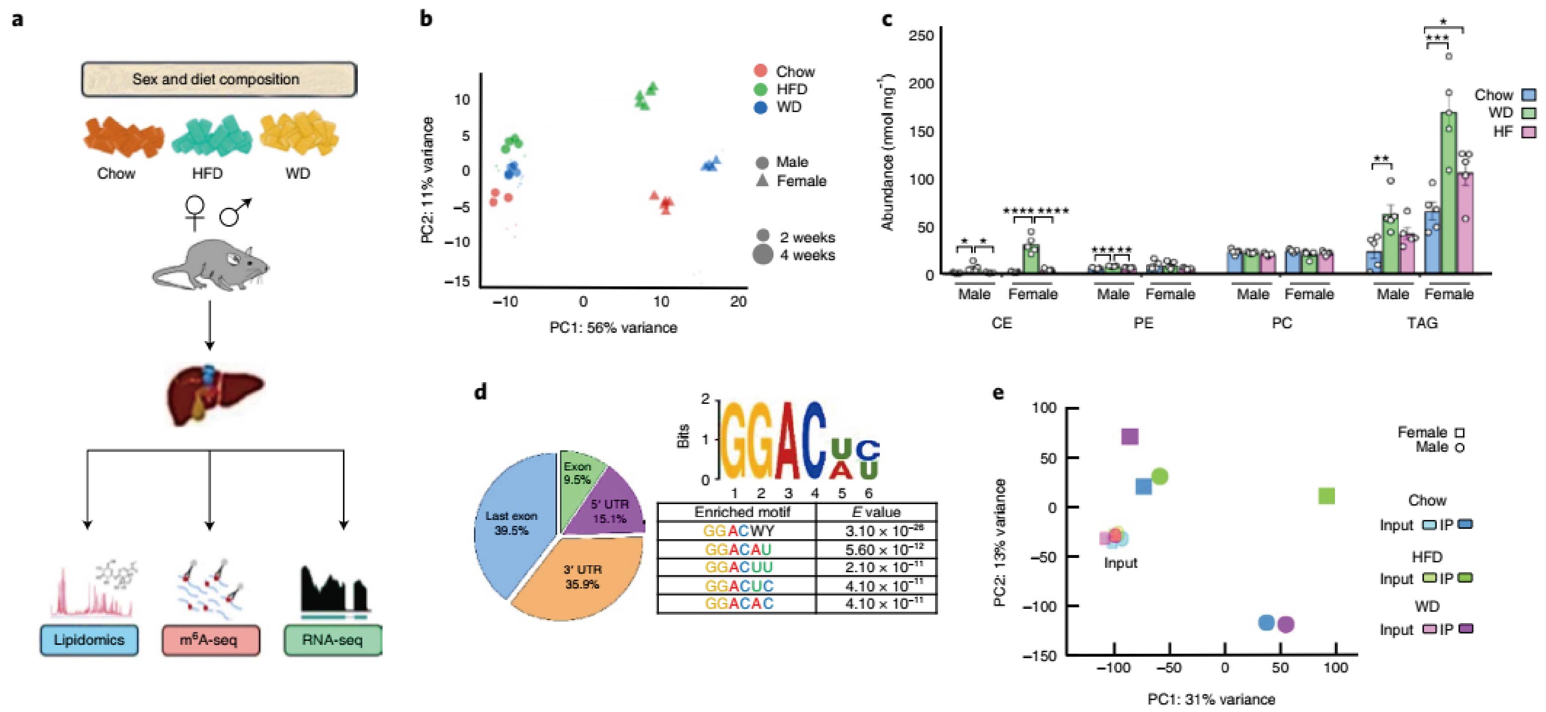 RNA methylation strongly enriches lipogenic transcripts and is dynamically regulated with diet.