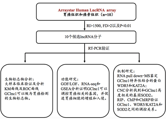 仁济医院房静远教授：从lncRNA入手，寻找胃癌的生物标志物