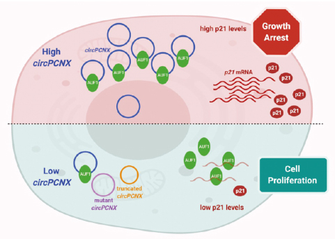 CircRNA通过与p21 mRNA竞争性结合AUF1进而抑制细胞增殖