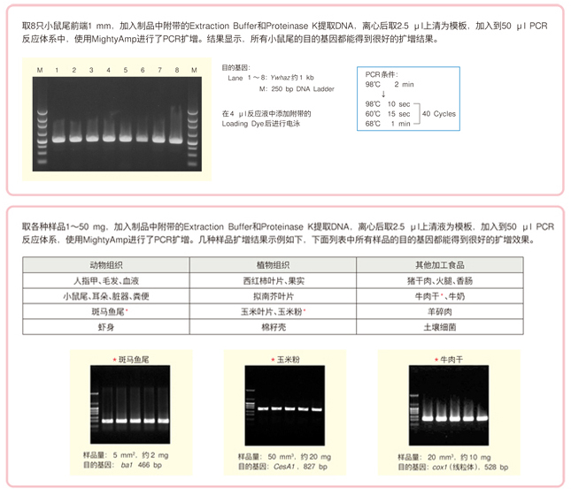 组织取材→提取模板dna→pcr反应→电泳→结果分析