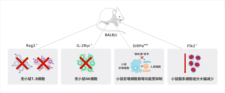 独一无二的brgsf重度免疫缺陷小鼠