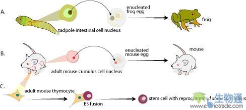 细胞核重编程:从克隆青蛙到诱导多能干(iPS)细