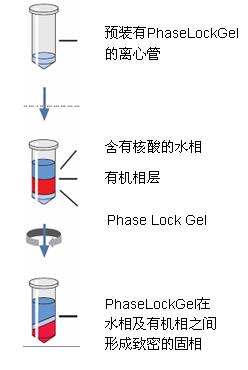 dna抽提 饱和酚_酚氯仿抽提dna步骤_酚氯仿抽提rna原理