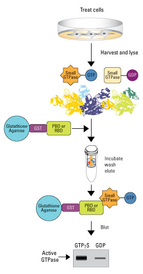 GTP酶研究新工具（二）