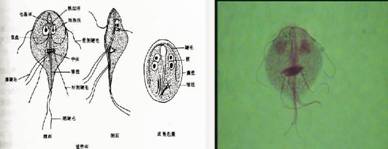 广州生活饮用水两虫检测(贾第鞭毛虫和隐孢子虫)