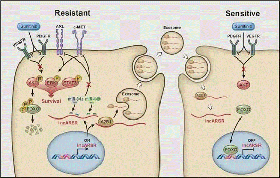 lncRNA通过外泌体传播耐药性