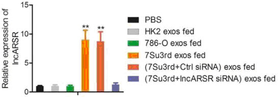 lncRNA通过外泌体传播耐药性