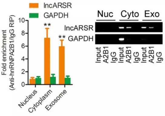 lncRNA通过外泌体传播耐药性