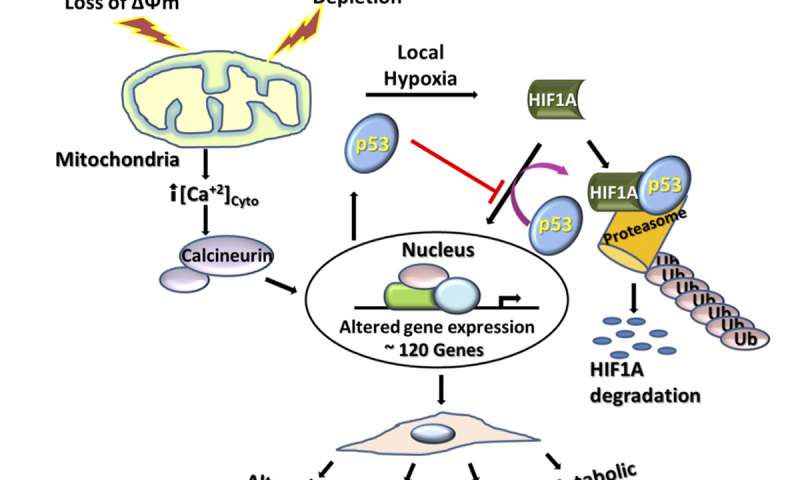 细胞 可能漏掉了这条途径 -癌症代谢变化|HIF-1