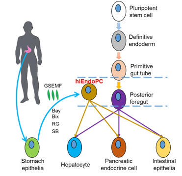 ll Stem Cell BR 解析新型谱系重编程实现细胞命