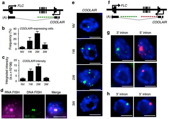 nature子刊利用单分子荧光原位杂交揭示lncrna调控植物春化作用机制