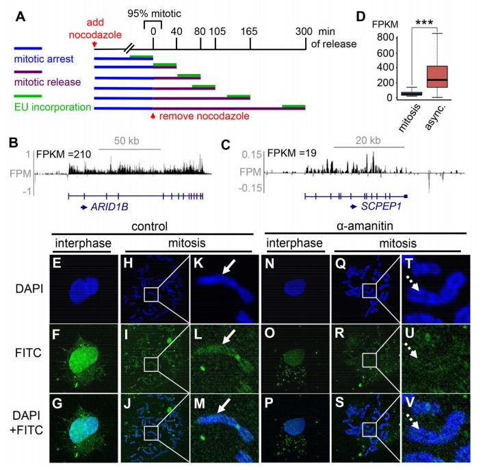 eu-rna-seq和fitc-utp 标记揭示有丝分裂过程基因普遍发生了转录