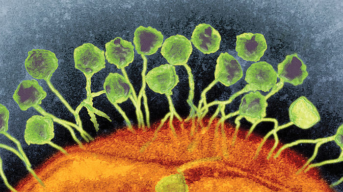 人体内的深海病毒有益的噬菌体组