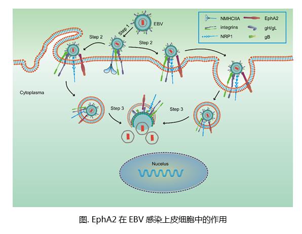 nature microbiology:ebv感染机制的关键受体