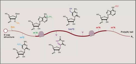 Rna甲基化修饰 M6a概念 重磅前沿 生物通