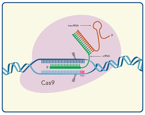 怎样的神操作 60分钟进行crispr 基因编辑[新品推荐 生物通