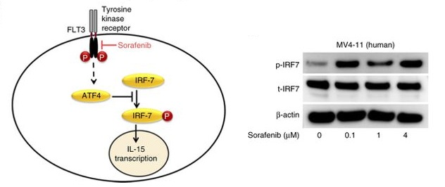 nature子刊索拉非尼sorafenib延缓白血病复发作用机理