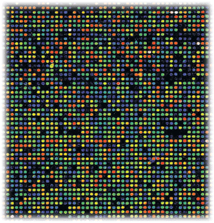 美科学家成功实现用基因芯片检测有毒物质