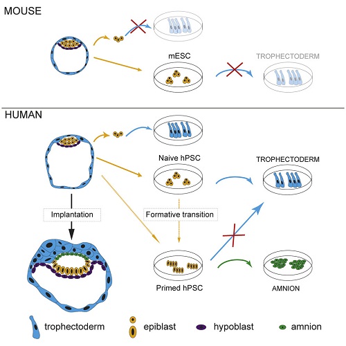 Cell Stem Cell：对人类胚胎形成的新认识