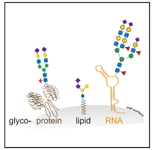 Three molecules on cell surface that can be modified by glycosylation.