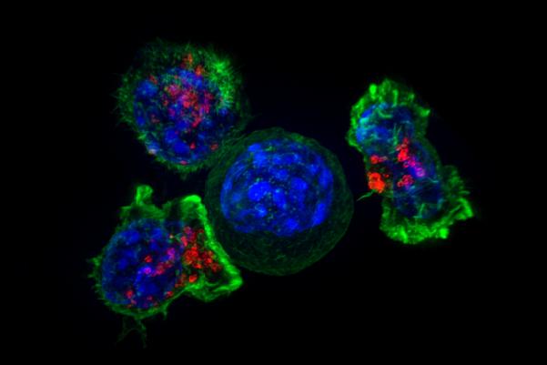 Nature Immunology：为T细胞的长期运动做准备