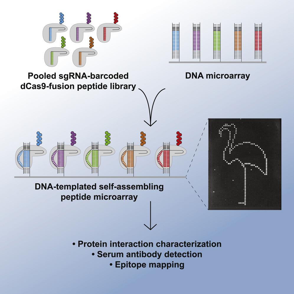 CRISp SARS-CoV-2 graphical abstract