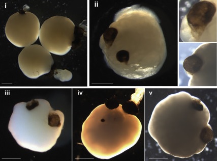 不忍直视！《Cell Stem Cell》人工类大脑长出了一对“眼睛”