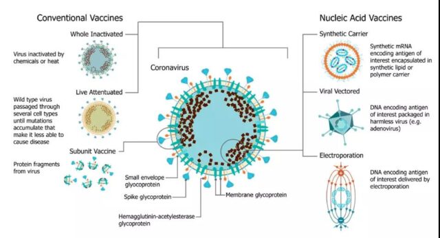 Overview of the development of mRNA vaccines: part One