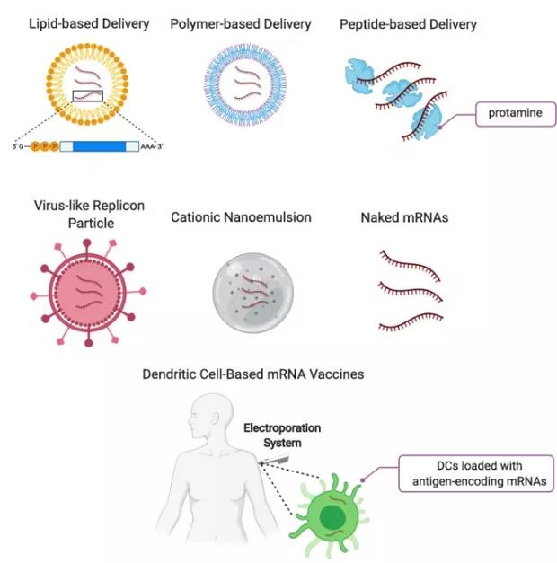 Overview of the development of mRNA vaccines: part Two.