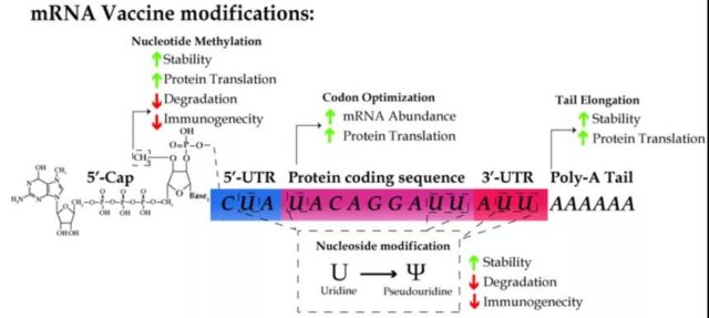 Overview of the development of mRNA vaccines: part Two.