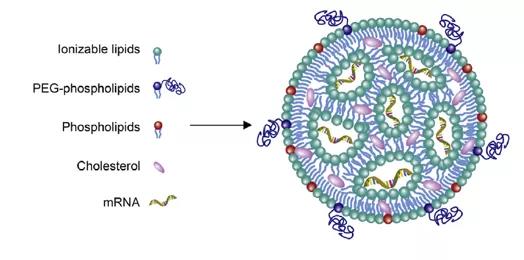 Overview of the development of mRNA vaccines: part Two.