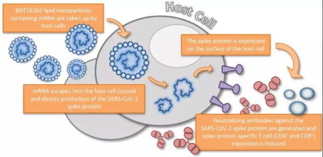 Overview of the development of mRNA vaccines: part Four