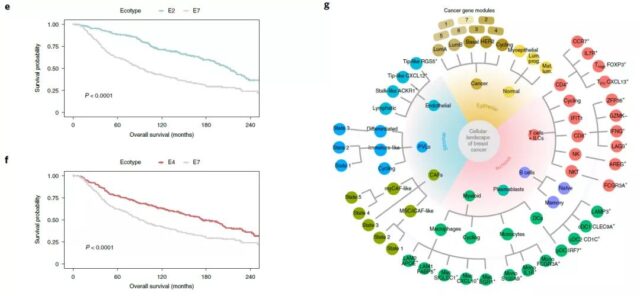 The most comprehensive single-cell spatial map of breast cancer so far