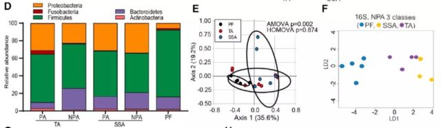 Cell Sub-Journal: This intestinal bacterium promotes carcinogenesis of colon polyps and can be used as a cancer predictor