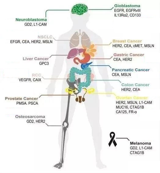 What immunotherapy can treat solid tumors more effectively in future?