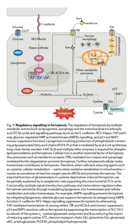 nature綜述|鐵死亡在疾病中的發病機制,生物學和作用