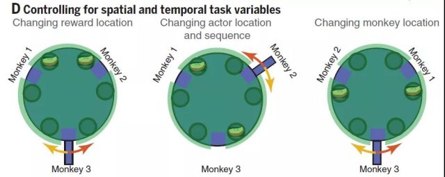 Harvard University reveals neurons responsible for social interaction in brain