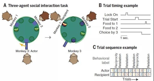 Harvard University reveals neurons responsible for social interaction in brain