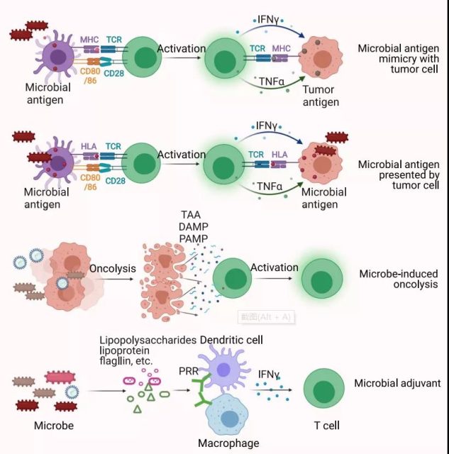 How does the tumor micro-environment affect immunotherapy?