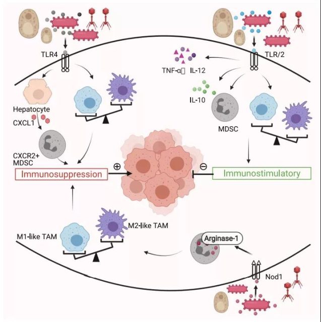 How does the tumor micro-environment affect immunotherapy?