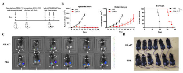 parasites cure cancer: Toxoplasma gondii has become a new hope for tumor treatment