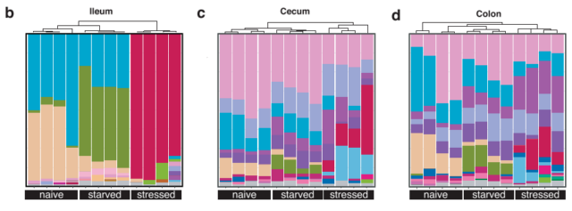 Stress damages intestinal barrier and make harmful bacteria to multiply