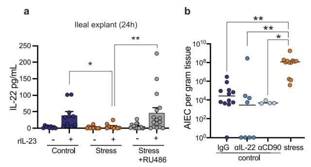 Stress damages intestinal barrier and make harmful bacteria to multiply