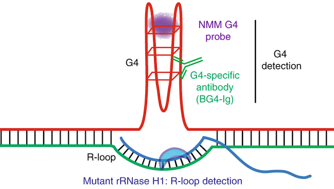 《Nature Immunology》奇怪的DNA结构