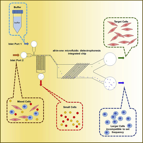 iScience：新型微流控芯片实现更快速的细胞分选