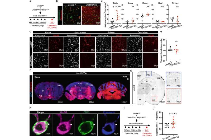 Researchers may have unlocked the blood-brain barrier