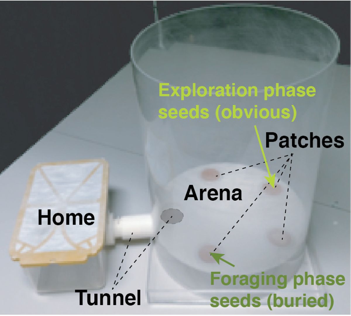 A photo of the mouse enclosure and foraging area used in the experiment. A plastic box labeled home is connected to a large cylinder with clear plastic walls, which is labeled arena. Inside the arena are small circular regions where seeds could either be displayed or buried under sand.