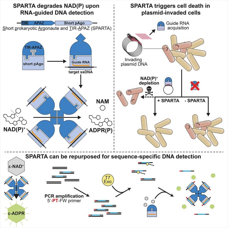 New Immune System Discovered in Bacteria