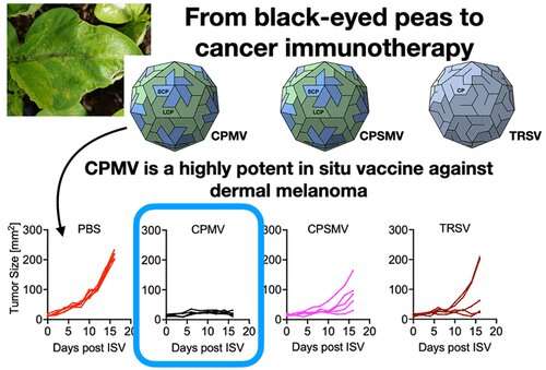 Why a certain plant virus is so powerful at fighting cancer